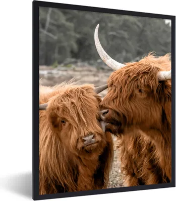 Produktbild von MuchoWow® Gerahmtes Poster Schottische Highlander - Tiere - Liebe 60x80 cm - Poster mit Schwarzem Bilderrahmen Wandposter Rahmen Foto Bilder - Premium - Wanddeko Wohnzimmer