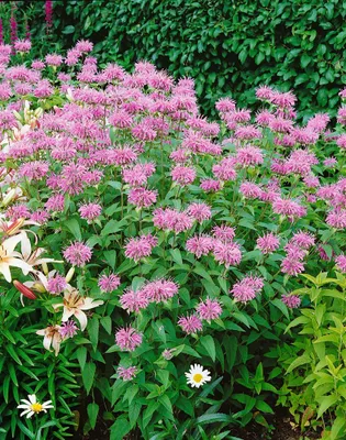 Produktbild von Monarda fistulosa var. menthifolia, Indianernessel, ca. 9x9 cm Topf