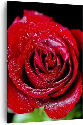 Produktbild von Bild auf Leinwand - Leinwandbild - Einteilig - Rose Blume Blütenblätter Wasser - 70x100cm - Wand Bild - Wandbilder - Leinwanddruck - Wanddekoration - Leinwand bilder - Wandbild - PA70x100-0370