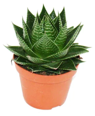 Produktbild von Aloe "Cosmo" - kugelförmige Aloe - 12cm Topf - sukkulente Zimmerpflanze