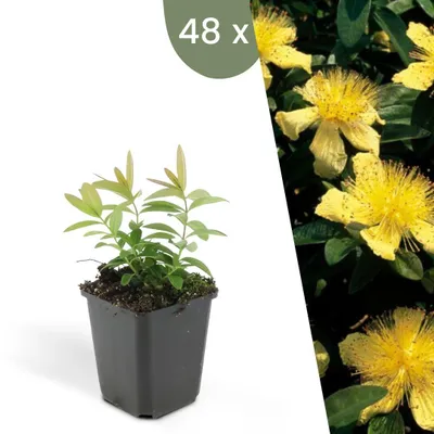 Image de Plants by Frank | 48 Plantes de millepertuis | Hypericum calycinum | Couvre-sol rustique | Vivaces rustiques | Plantes de jardin
