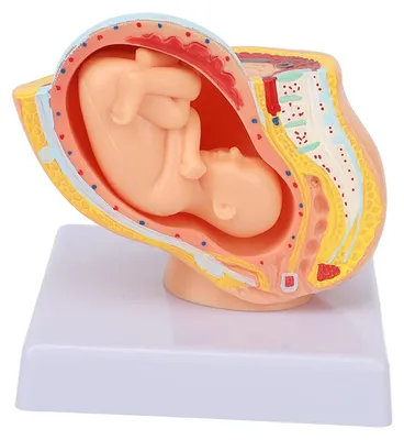 Produktbild von Anatomisches Beckenmodell - Schwangerschaft 9 Monate - Weibliches Becken - Abnehmbare Fetus - Medizinisches Bildungsmodell - Harzmaterial