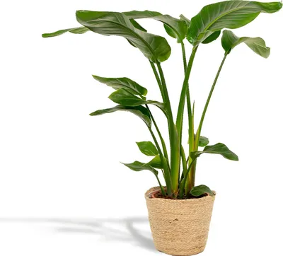Zdjęcie produktu dla Drzewo Strelitzia - Strelitzia Nicolai - roślina doniczkowa Ø19 cm ↕90 cm w ozdobnym koszu Selin - tropikalna roślina oczyszczająca powietrze do salonu i biura
