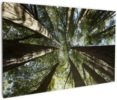 Produktbild von Wallario Premium Leinwandbild Mamutbäume von unten betrachtet in Größe 60 x 90 cm