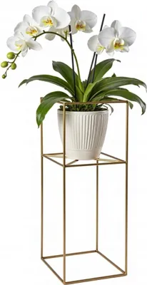 Produktbild von FRAMADO, Pflanzenständer Filo, Metallregal, Blumenständer, 24x24x60cm, Gold