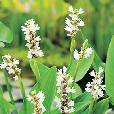 Productafbeelding van Moerings Pontederia Cordata Alba | Snoekkruid Wit | In 9CM pot