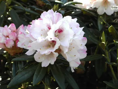 Produktbild von Rhododendron / Alpenrose Blewbury - Rhododendron roxieanum 30-40