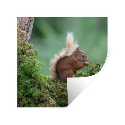 Produktbild von MuchoWow® Wandtattoo Wandsticker Wandaufkleber Waldtier - Eichhörnchen - Moos 80x80 cm Selbstklebend und Repositionierbar - Wierderverwendbar - Selbstklebend
