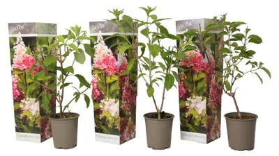 Produktbild von Hydrangea Paniculata 'Pink Lady' 30-50 cm Rispenhortensie Laubgehölz