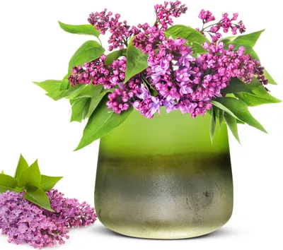 Produktbild von Blumenvase Barbara Tischvase Glasvase Dekovase Vase Blumentopf Pflanztopf (Grün)