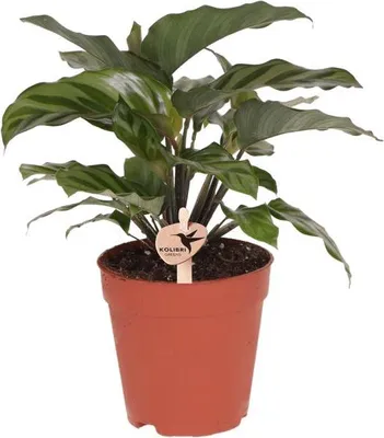 Immagine prodotto di Calathea in vaso, pianta da appartamento Ø 9 cm, pianta decorativa con foglie dai motivi accattivanti