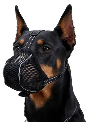 Produktbild von Maulkorb für Hunde Giftköderschutz atmungsaktiv verstellbar Schwarz Größe L