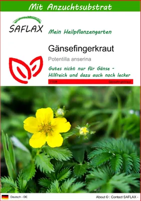 Produktbild von SAFLAX - Gänsefingerkraut - Potentilla anserina - 20 Samen - Mit keimfreiem Anzuchtsubstrat