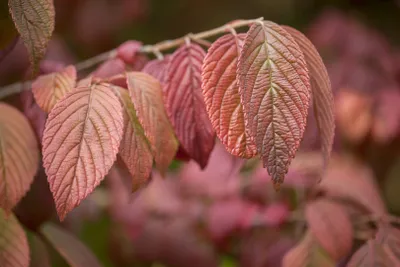 Produktbild von Viburnum plicatum 'Mariesii', Japanischer Schneeball, 80–100 cm