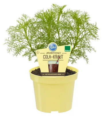 Produktbild von -Kollakraut – Artemisia abrotanum var. maritima – Gewürzpflanze im 12-cm-Topf