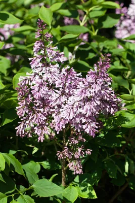 Produktbild von Flieder Miss Kim 30-40 cm, im Topf - Syringa patula