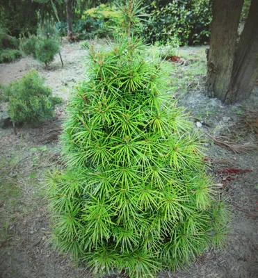 Produktbild von Schirmtanne, 20-30 cm, Cont. 2,5 l