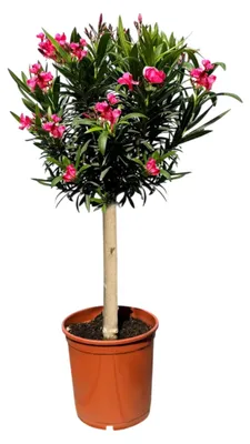 Produktbild von Oleander auf Stamm - Höhe 90-100 cm - immergrün - rote Blüten