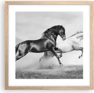 Produktbild von Gerahmtes Poster - Rahmen in heller Eiche - Pferde Tiere Galopp Wiese - 40x40 cm - Wand Bild - Wanddeko - Wandbilder - Wandposter - Bilderrahmen - Bilder - Kunstdruck - Wandbild - P2NAC40x40-2683