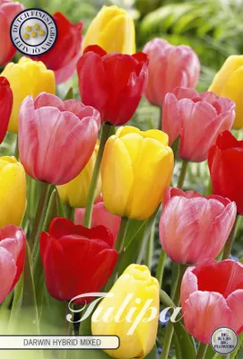 Artikelbild 2 von 'Tulpe Darwin Hybride Mix (10 Stück)' aus der Kategorie Tulpenzwiebeln