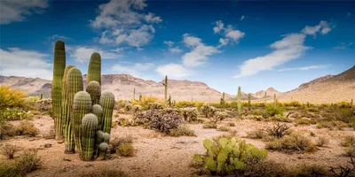 Imagen del producto de Fondo para terrario, antirreflejos, de 120x61 cm, para hábitats de reptiles