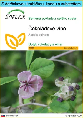 Obrázok produktu pre SAFLAX Darčeková sada - čokoládové víno - Akebia quinata - 10 Semená - S darčekovou krabičkou, prepravným štítkom, darčekovou kartou a pestovateľským médiom