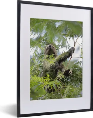 Produktbild von MuchoWow® Gerahmtes Poster Faultier aus Costa Rica 30x40 cm - Poster mit Schwarzem Bilderrahmen Wandposter Rahmen Foto Bilder - Wandposter Schlafzimmer