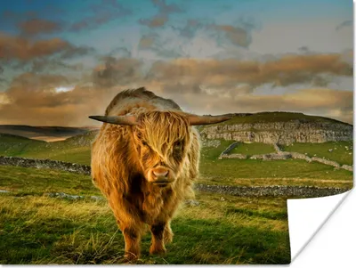 Produktbild von MuchoWow® Poster Schottischer Highlander - Gras - Berg 120x90 cm - Wandbild