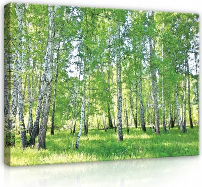 Produktbild von Leinwandbild Wald Natur Landschaft 100x75 cm XXL Modern Canvas Leinwand Bilder Leinwandbilder Wohnzimmer Schlafzimmer Wandbilder Kunstdruck Wand Bild auf Leinwand Aufhängefertig