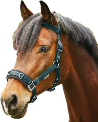 Imagen del producto de Waldhausen, cabresto económico, talla: pony, color: verde musgo