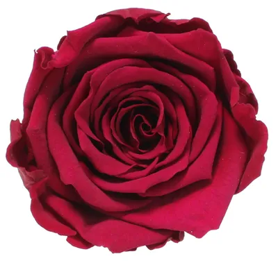 Produktbild von Infinity Rose L Ø5cm konserviert stabilisiert haltbar Rosenkopf ewige Rosenblüte 1 St. Bordeaux (pin02)