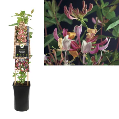 Produktbild von Echtes Geißblatt Serotina Lonicera 60-80 cm – Jelängerjelieber Kletterpflanze duftend winterhart bienenfreundlich