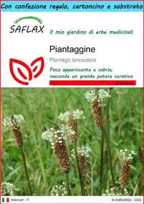 Immagine prodotto di SAFLAX Set regalo - Piantaggine - 100 semi - Plantago