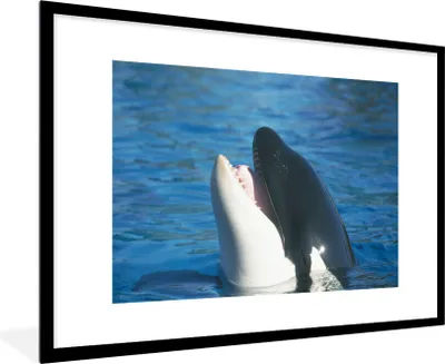 Produktbild von MuchoWow® MuchoWow® Gerahmtes Poster Orca nahe der Wasseroberfläche 90x60 cm - Poster mit zchwarzem Bilderrahmen - Wanddekoration - Fotos