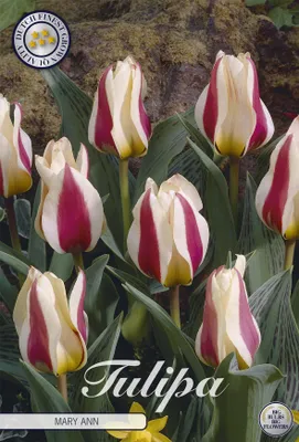 Artikelbild 2 von 'Tulpe Mary Ann (7 Stück)' aus der Kategorie Tulpenzwiebeln