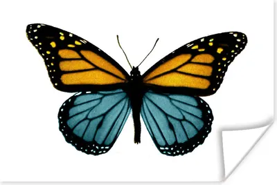 Produktbild von MuchoWow® Poster Blau - Schmetterling - Orange 90x60 cm - Schlafzimmer