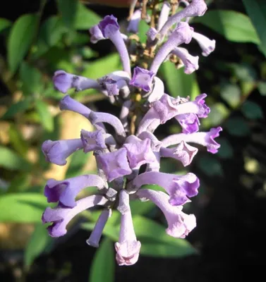 Produktbild von Schmetterlingsstrauch - Buddleja lindleyana - 125-150cm