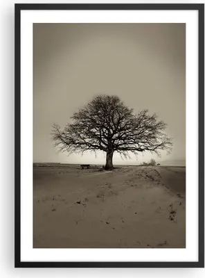 Produktbild von Gerahmtes Poster - Schwarzer Rahmen - Baum Schnee Sepia - 50x70 cm - Wand Bild - Wanddeko - Wandbilder - Kunstposter - Wandposter - Bilderrahmen - Bilder - Kunstdruck - Wandbild - P2BPA50x70-4161