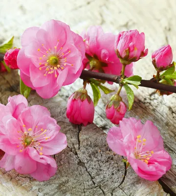 Produktbild von Fototapete - Sakura 225x250cm - Vliestapete