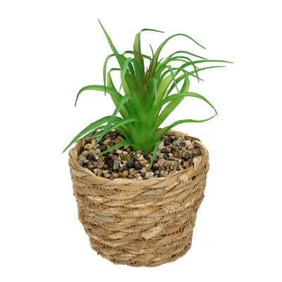 Obrázek produktu pro Dekorace Tree Aloe 20cm