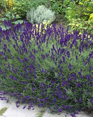 Produktbild von Lavandula angustifolia 'Siesta', Lavendel, violett, ca. 9x9 cm Topf