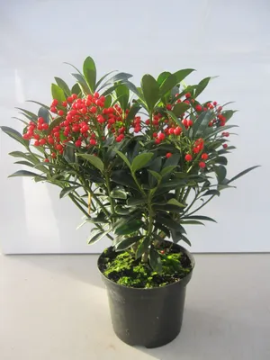 Produktbild von Skimmia japonica Nymans - Japanische Skimmie Nymans - 30-40cm