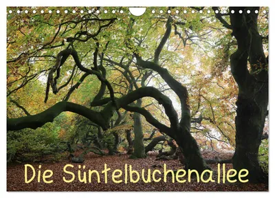 Produktbild von Kalender 2027 · US-Version · Die Buchenallee des Süntels (Wandkalender 2027 12" × 8" Querformat), CALVENDO 12-Monats-Wandkalender