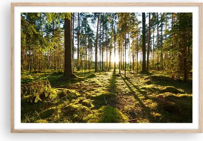 Produktbild von Gerahmtes Poster - Rahmen in heller Eiche - Wald Baum Natur - 91,5x61 cm - Wand Bild - Wanddeko - Wandbilder - Kunstposter - Wandposter - Bilderrahmen - Bilder - Kunstdruck - Wandbild P2NAA91x61-3724