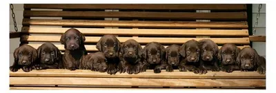 Productafbeelding van Keith Kimberlin - Hond - Labrador - 53x158 cm - Poster/Affiche