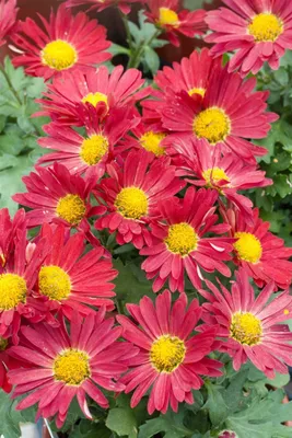Produktbild von Chrysantheme Duchess of Edinburgh, im Topf - Chrysanthemum zawad.
