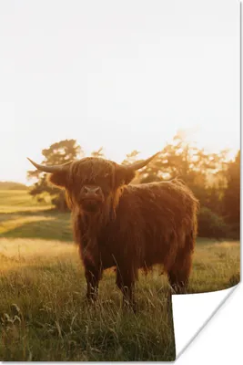 Produktbild von MuchoWow® Poster Schottischer Hochländer - Gras - Sonne 60x90 cm - Wanddekoration