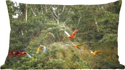 Produktbild von MuchoWow® Zierkissen Sofakissen Wohnzimmer Dekokissen 50x30 cm Papageien - Fliegen - Wald - Wohnzimmerdekoration - Polster mit Photo