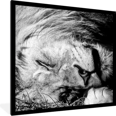 Produktbild von MuchoWow® Gerahmtes Poster Löwe - Gras - Porträt 40x40 cm - Poster mit Schwarzem Bilderrahmen Wandposter Rahmen Foto Bilder - Mit Rahmen - Wanddekoration Schlafzimmer