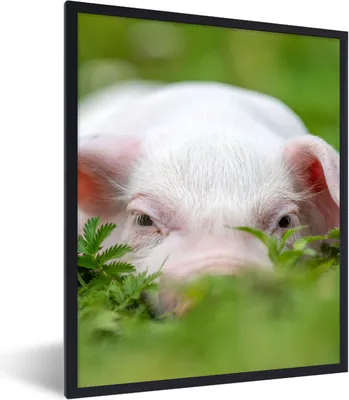 Produktbild von MuchoWow® Gerahmtes Poster Schwein - Tiere - Groß 60x80 cm - Poster mit Schwarzem Bilderrahmen Wandposter Rahmen Foto Bilder - Premium - Wanddeko Wohnzimmer